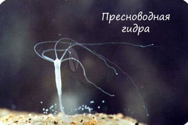 Кракен сайт kra cc